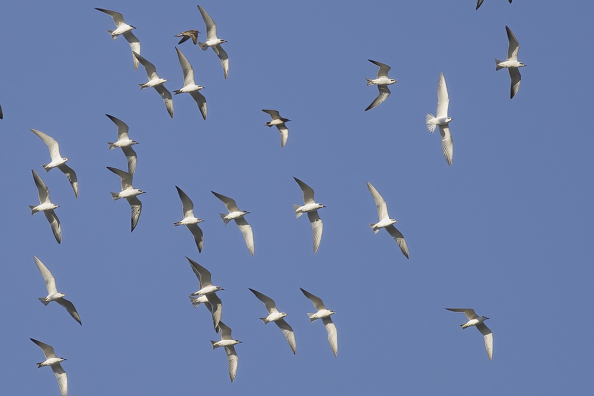Gull-billed Tern - ML531008401