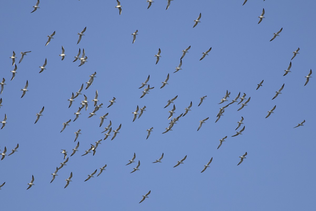 Gull-billed Tern - ML531008611