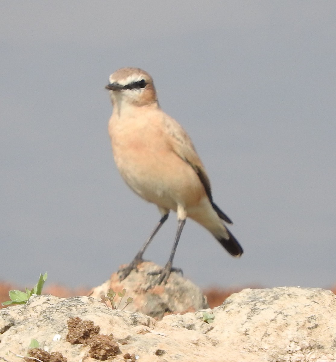 Isabelline Wheatear - ML531008691