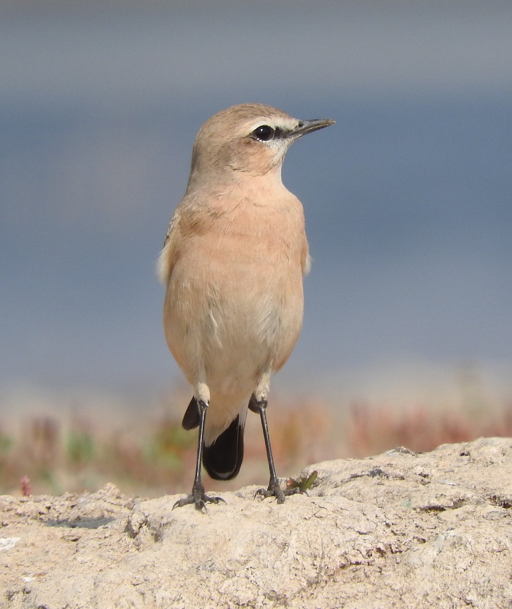 Isabelline Wheatear - ML531008711