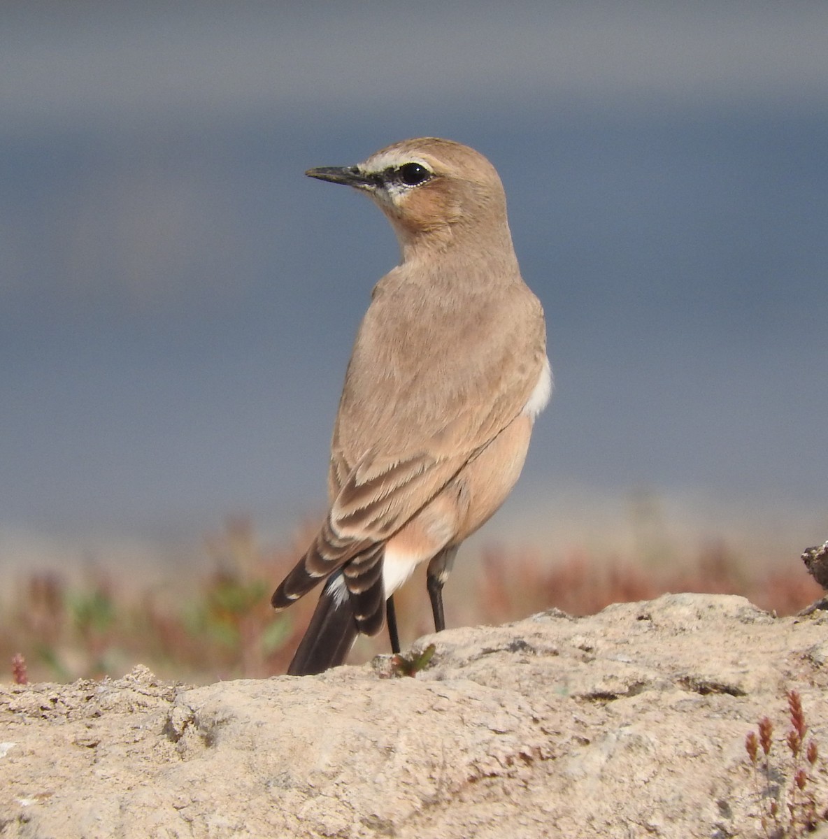 Isabelline Wheatear - ML531008721