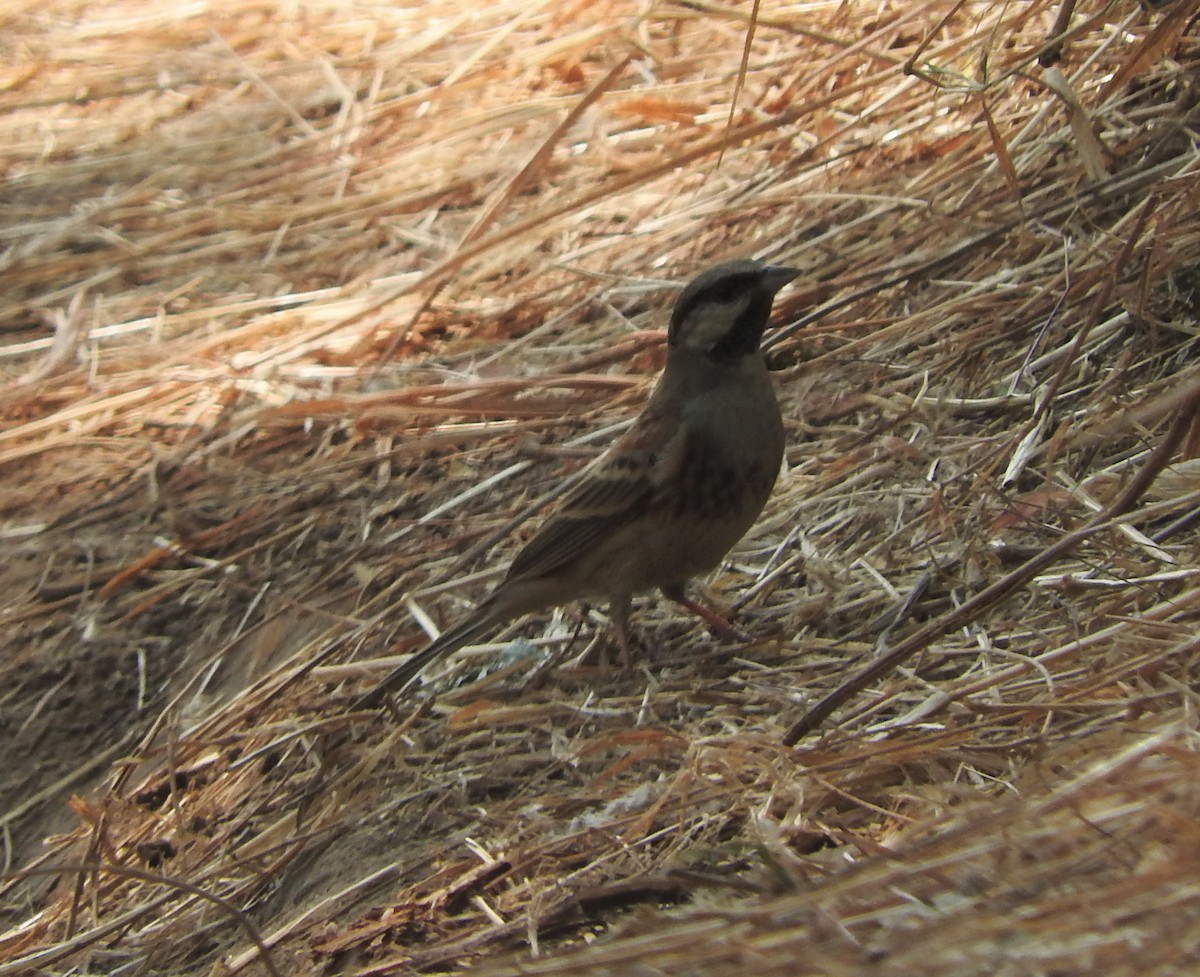 White-capped Bunting - ML531008841