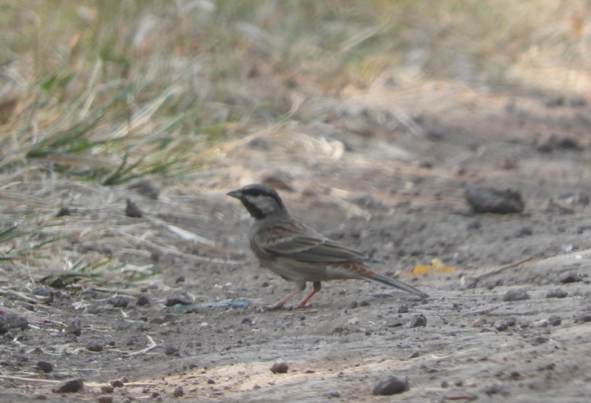 White-capped Bunting - Laxminarayan Sonawane