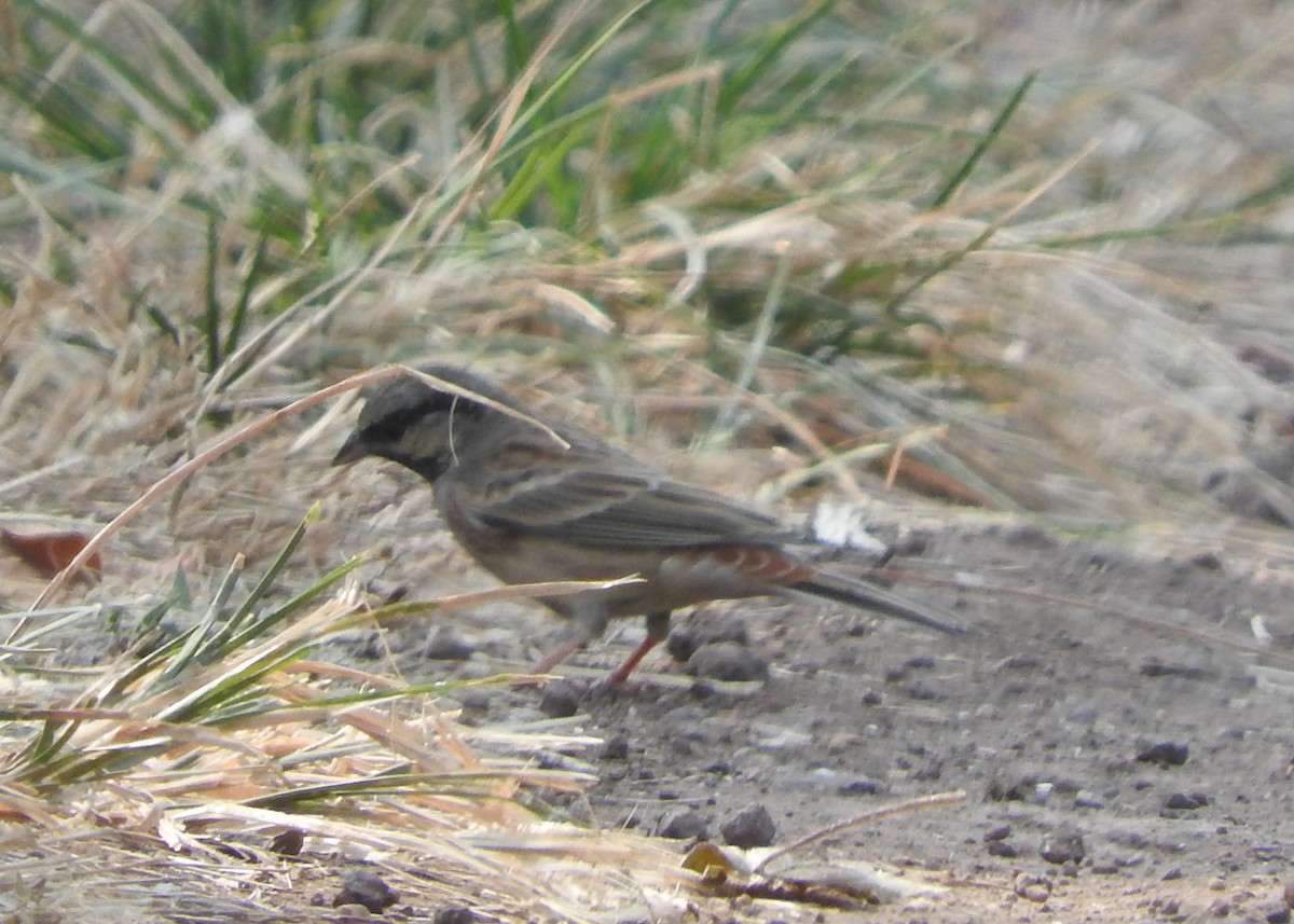 White-capped Bunting - ML531008861