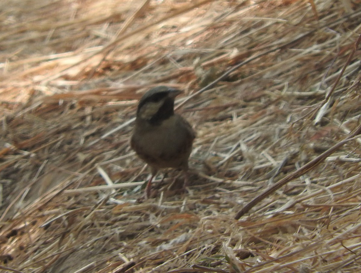 White-capped Bunting - ML531008891