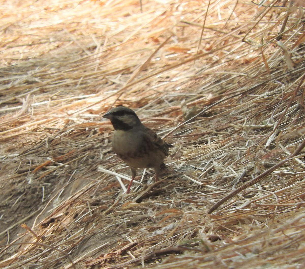 White-capped Bunting - ML531008901