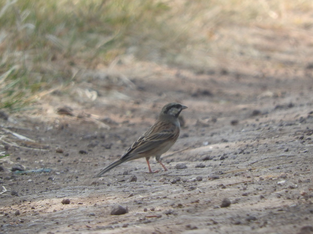 White-capped Bunting - ML531008911