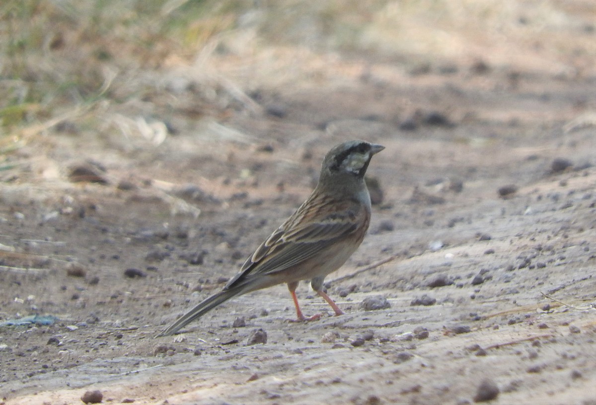 White-capped Bunting - ML531008921