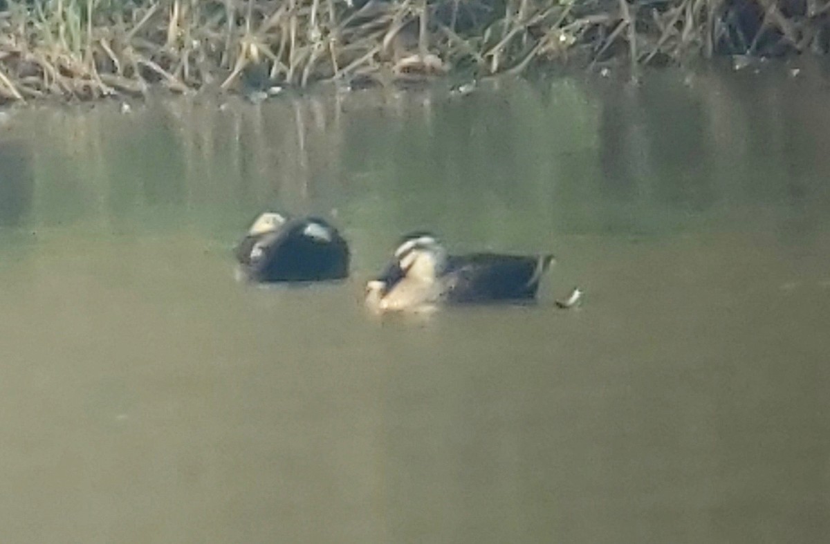 Eastern Spot-billed Duck - ML531010481