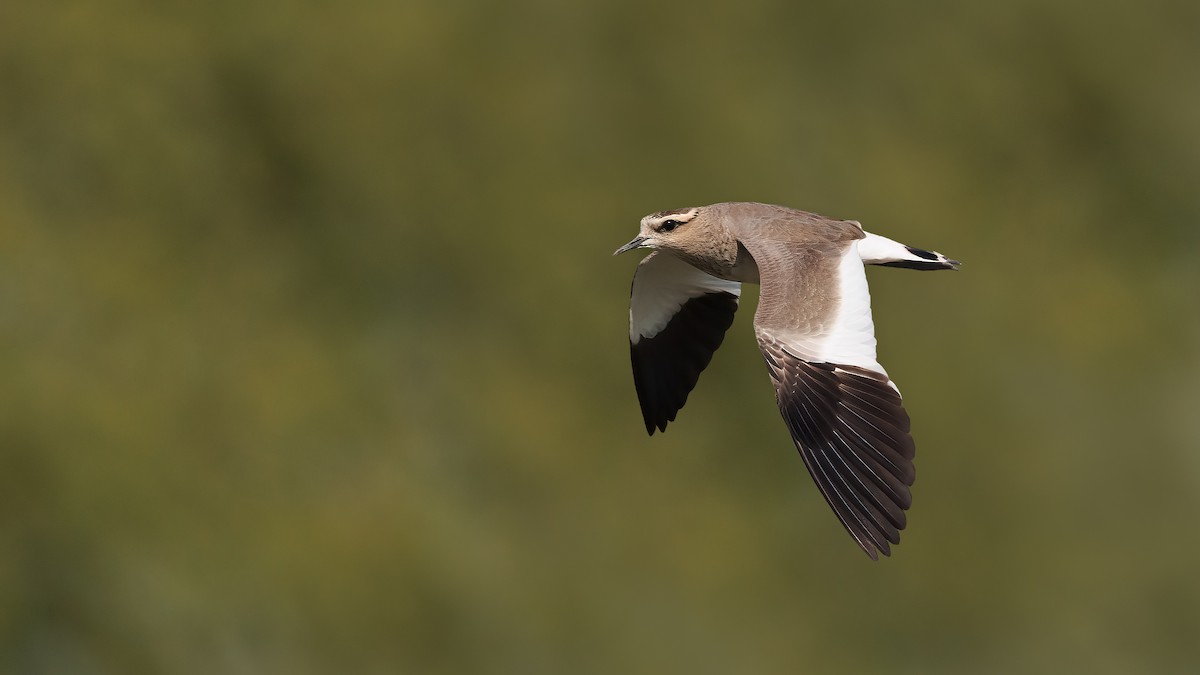 Sociable Lapwing - ML531010631