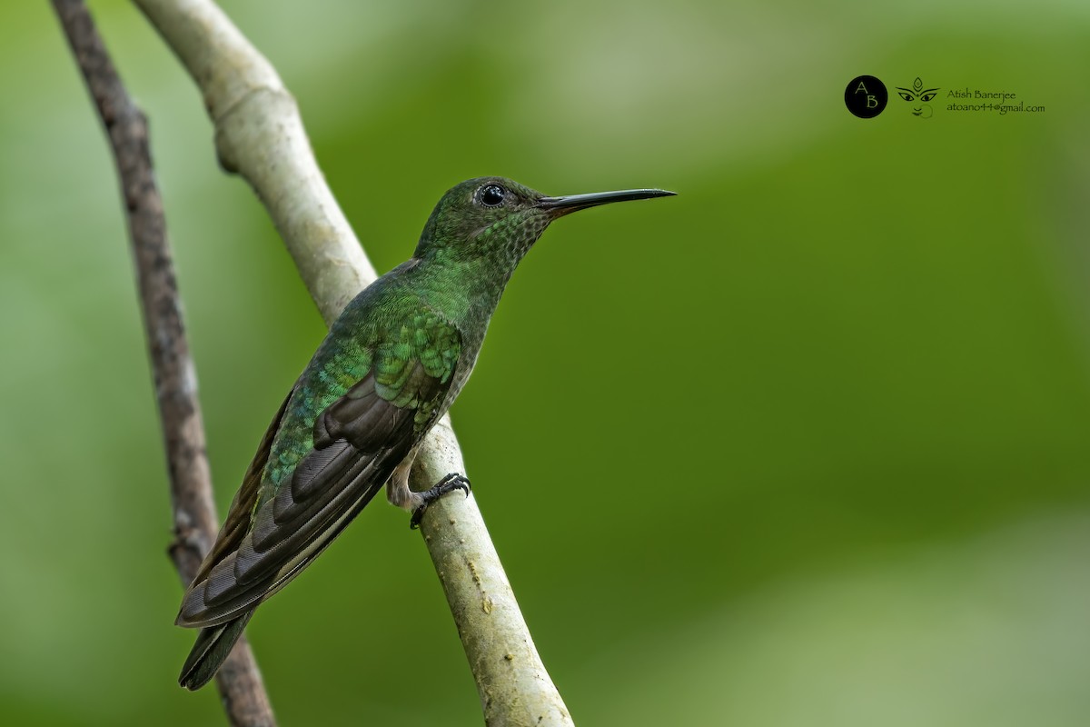 Scaly-breasted Hummingbird - ML531013371