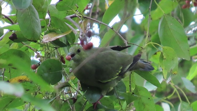 Pink-necked Green-Pigeon - ML531013591