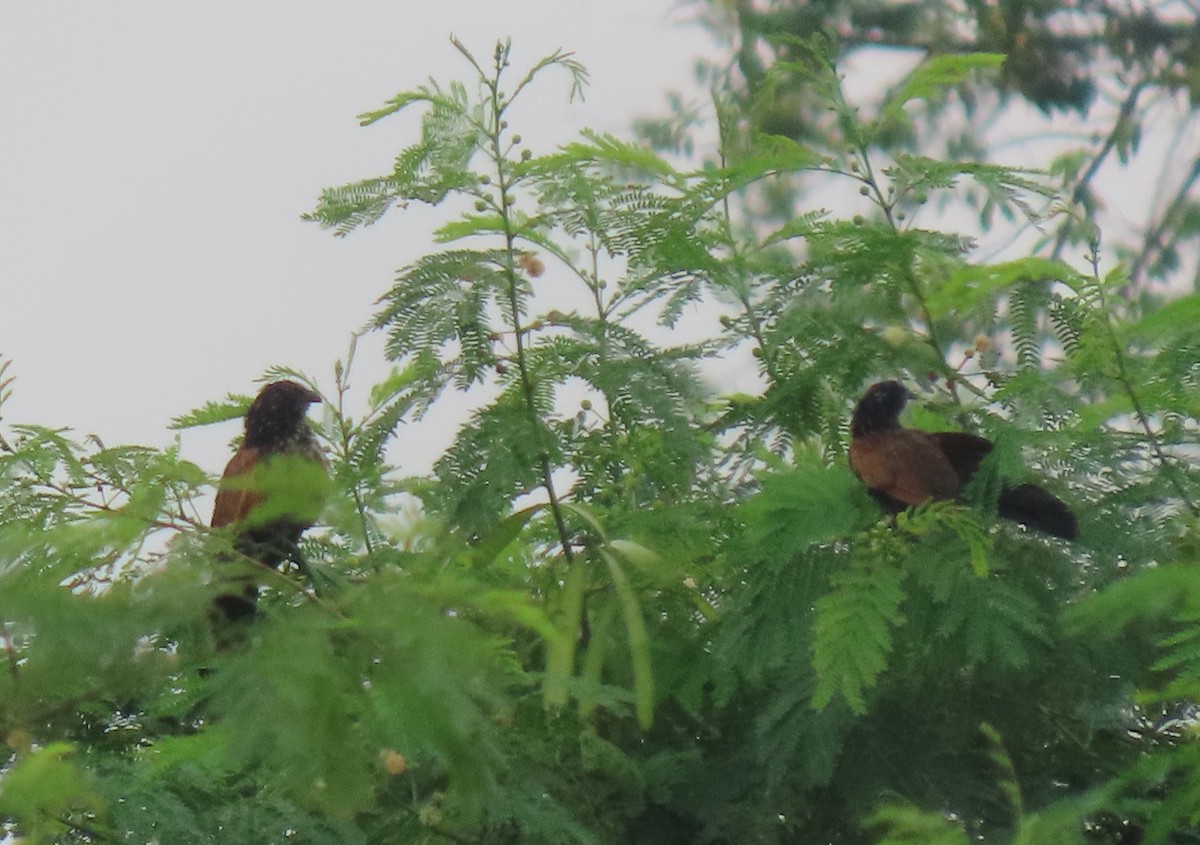 Lesser Coucal - Jay Withgott