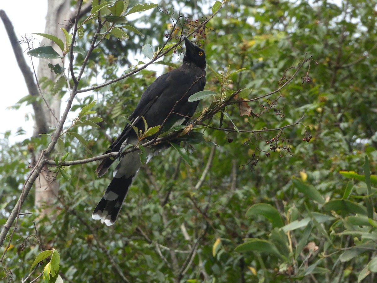 Pied Currawong - ML531013971