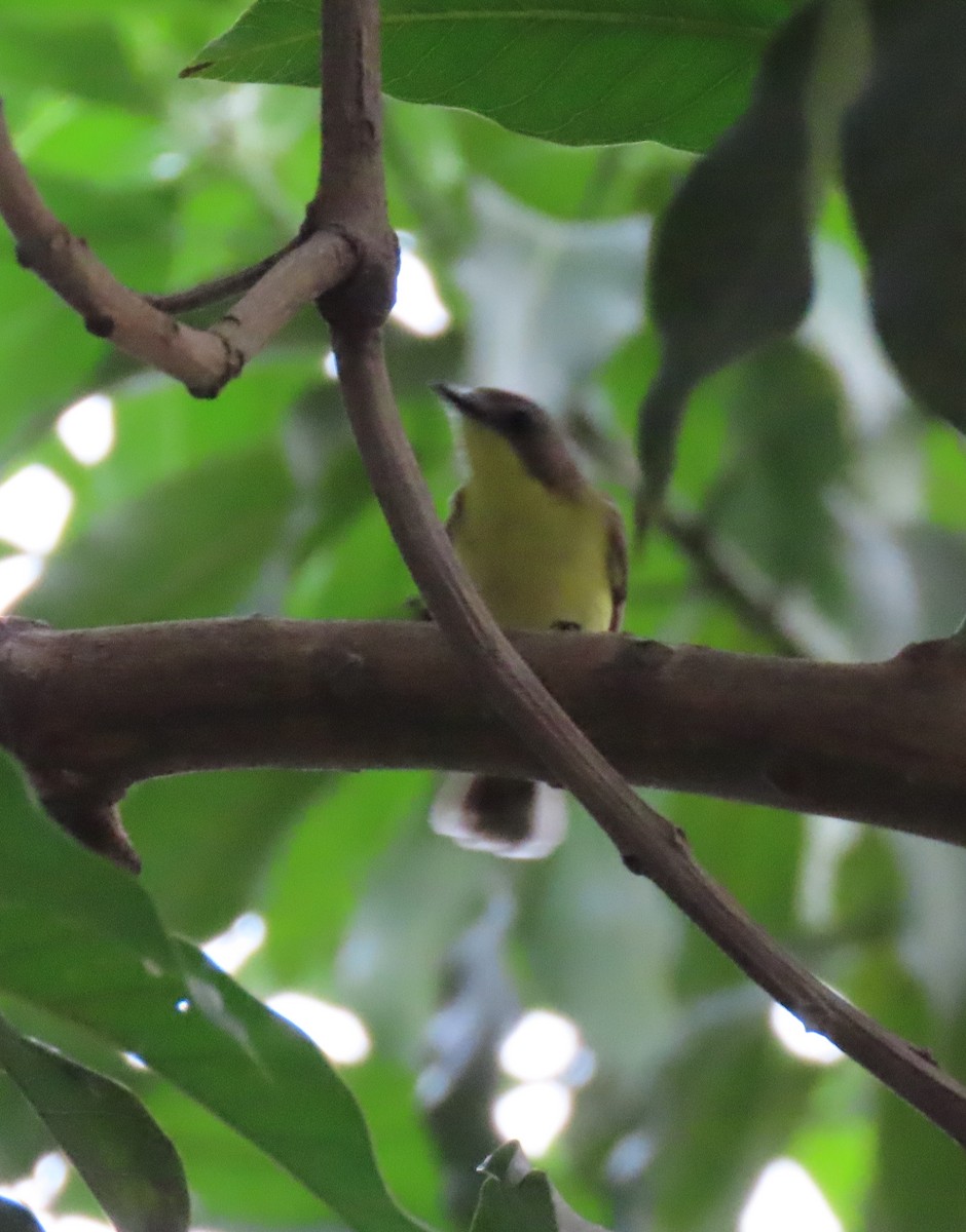 Golden-bellied Gerygone - ML531014111