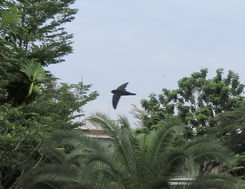 Cave Swiftlet - ML531014201