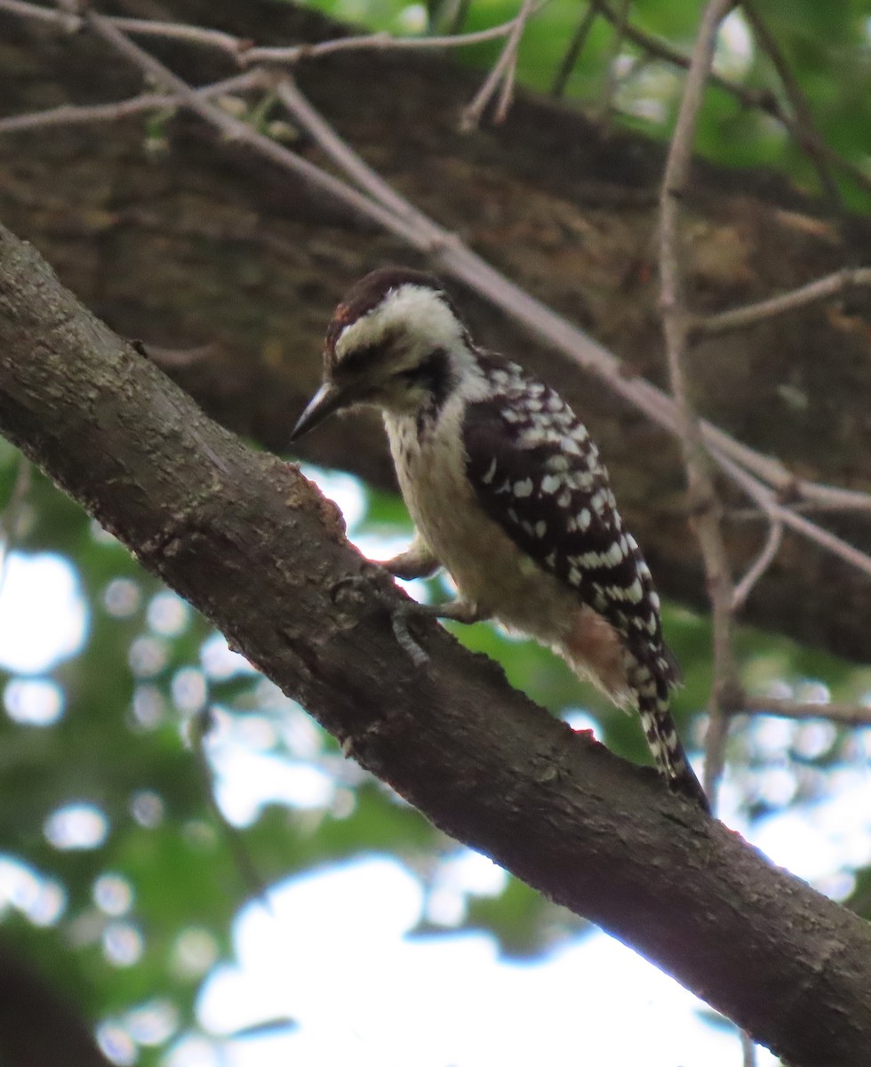Freckle-breasted Woodpecker - ML531015091