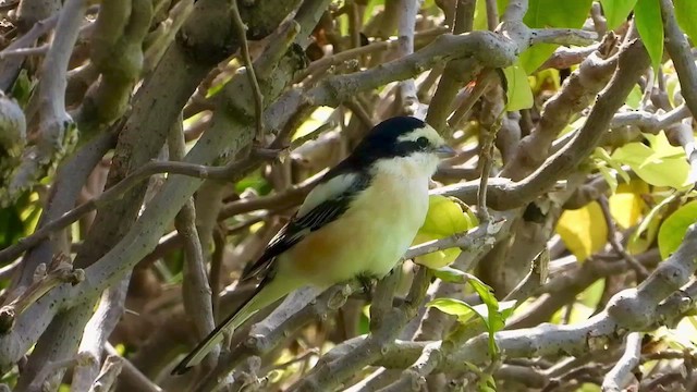 Masked Shrike - ML531015181