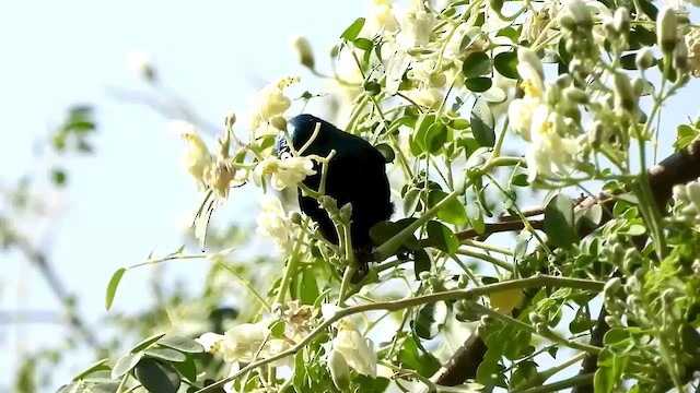 Purple Sunbird - ML531015251