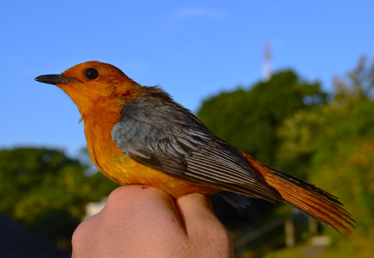 Red-capped Robin-Chat - ML531015291