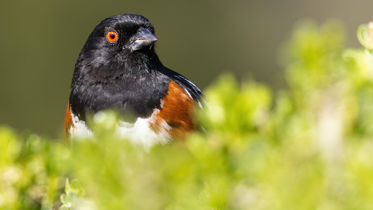 Spotted Towhee (oregonus Group) - ML531015341