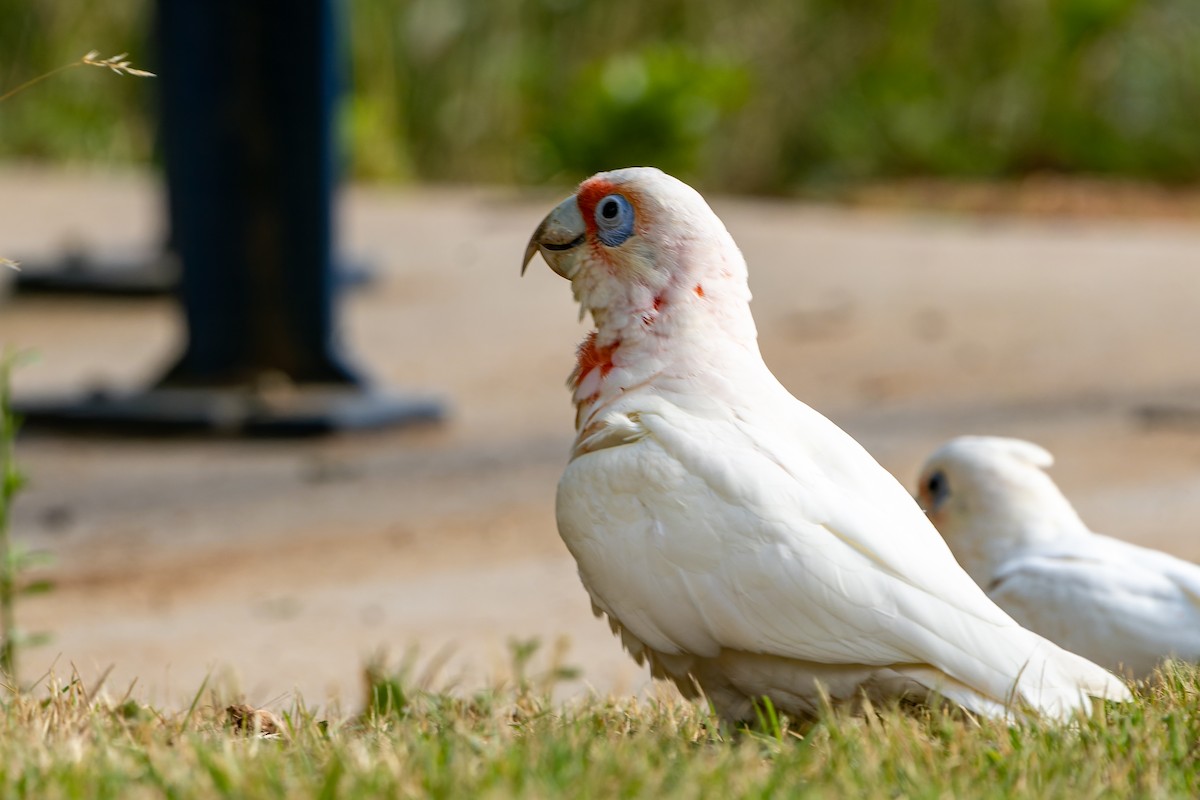 Long-billed Corella - James Churches