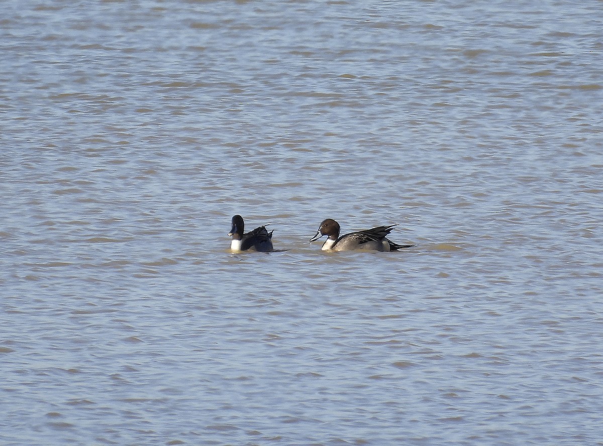 Northern Pintail - ML531016231