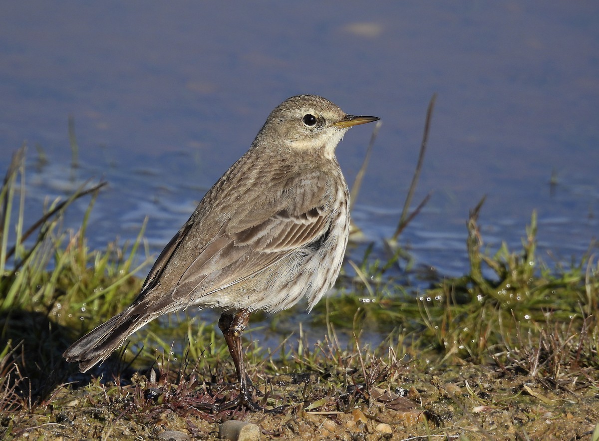 Water Pipit - Alfonso Rodrigo