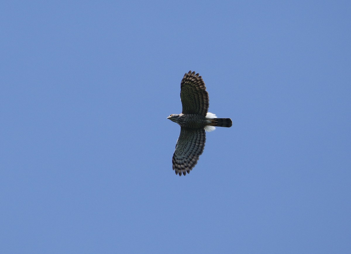 Crested Goshawk - ML531017241