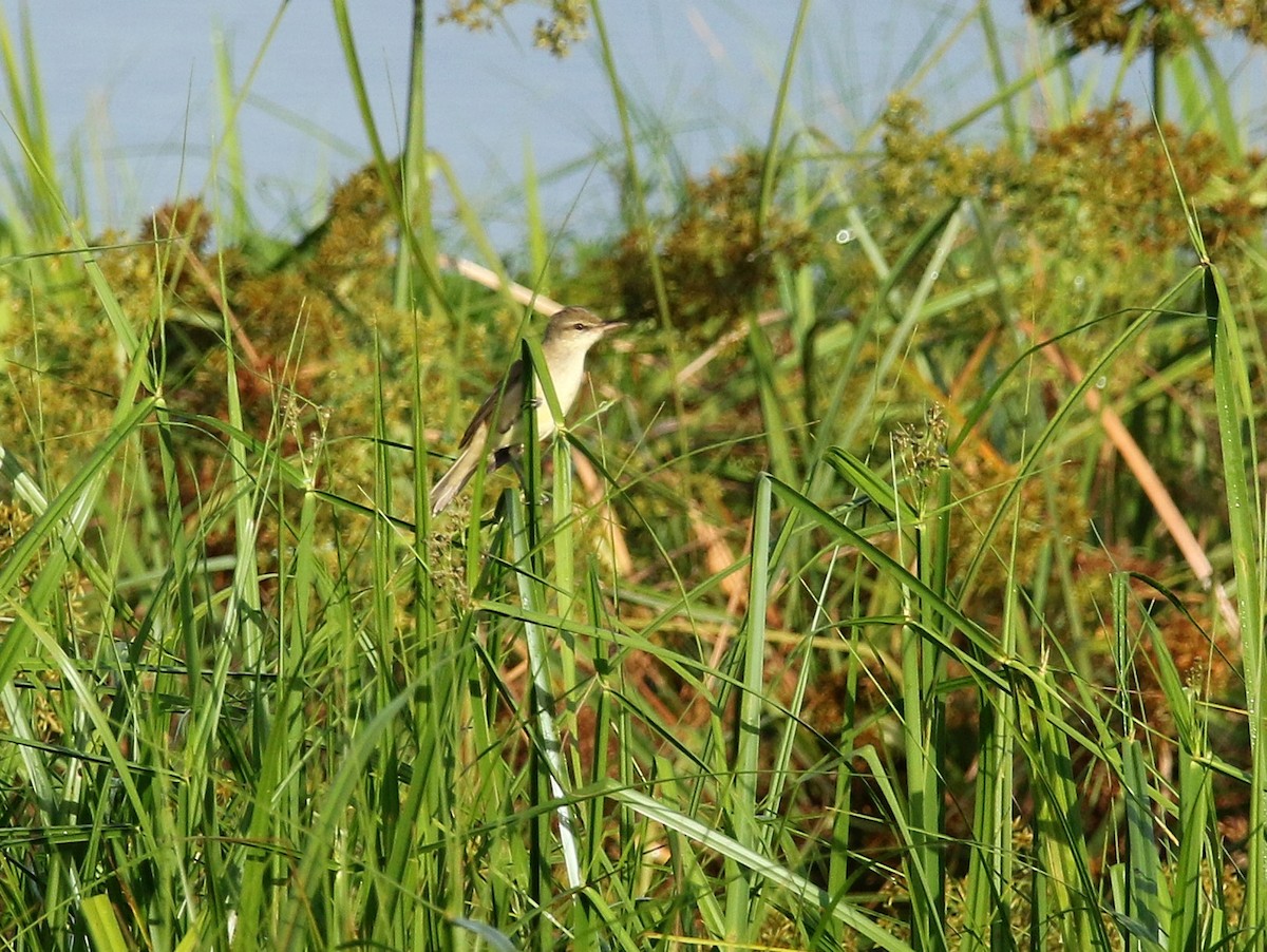 Oriental Reed Warbler - ML531018201
