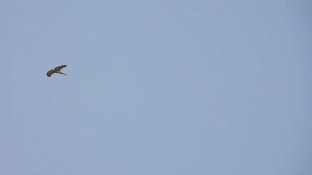 Үүрсээ харцага - ML531018381