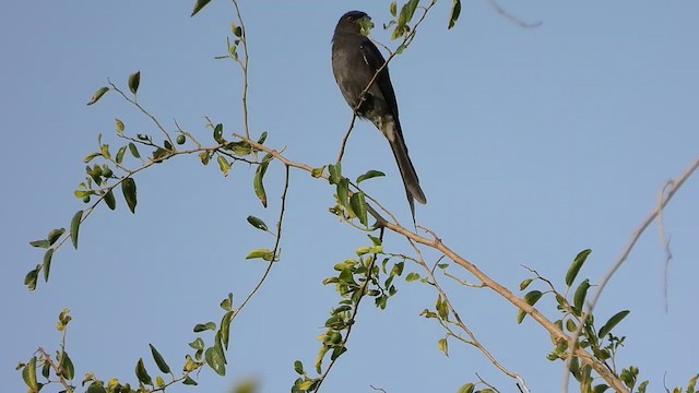 askedrongo (longicaudatus gr.) - ML531018471