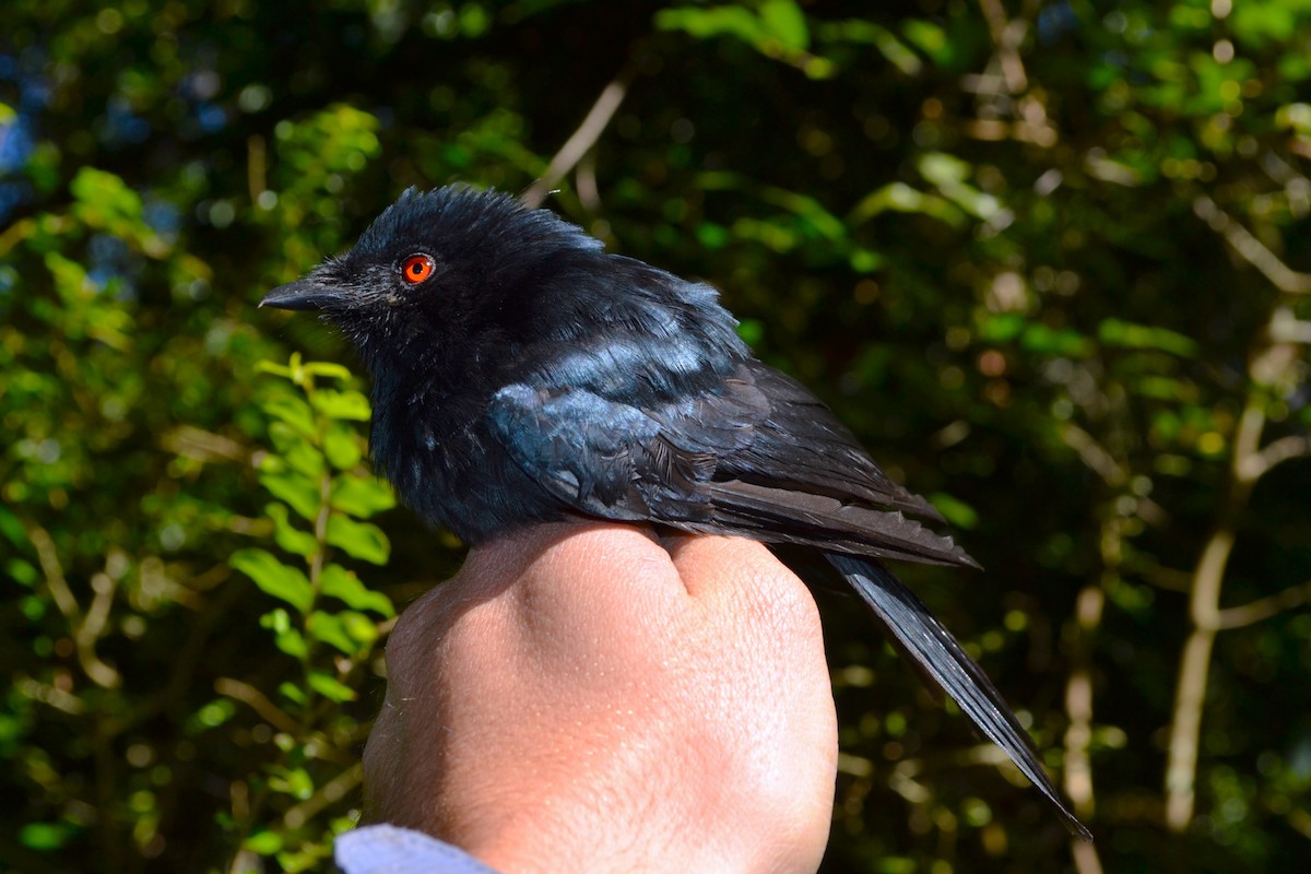 Square-tailed Drongo - ML531019031