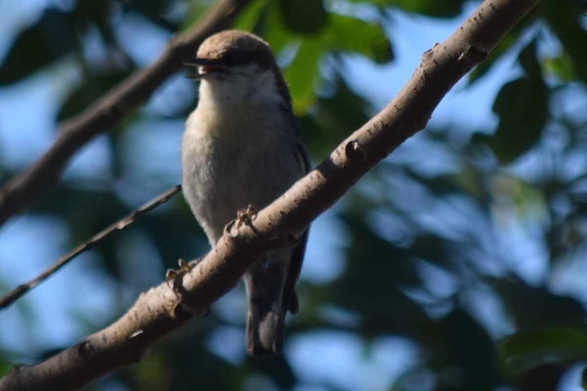 Brown-headed Nuthatch - ML53101911