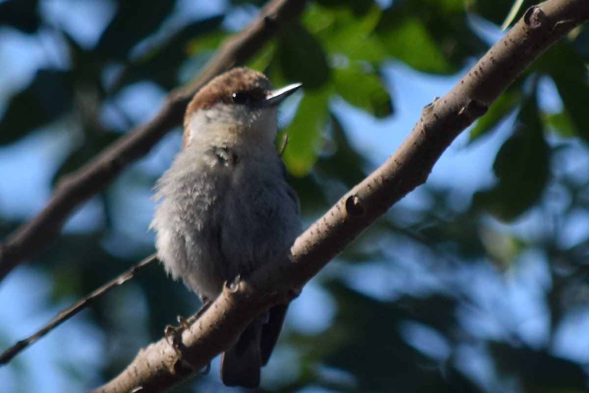 Sittelle à tête brune - ML53101991