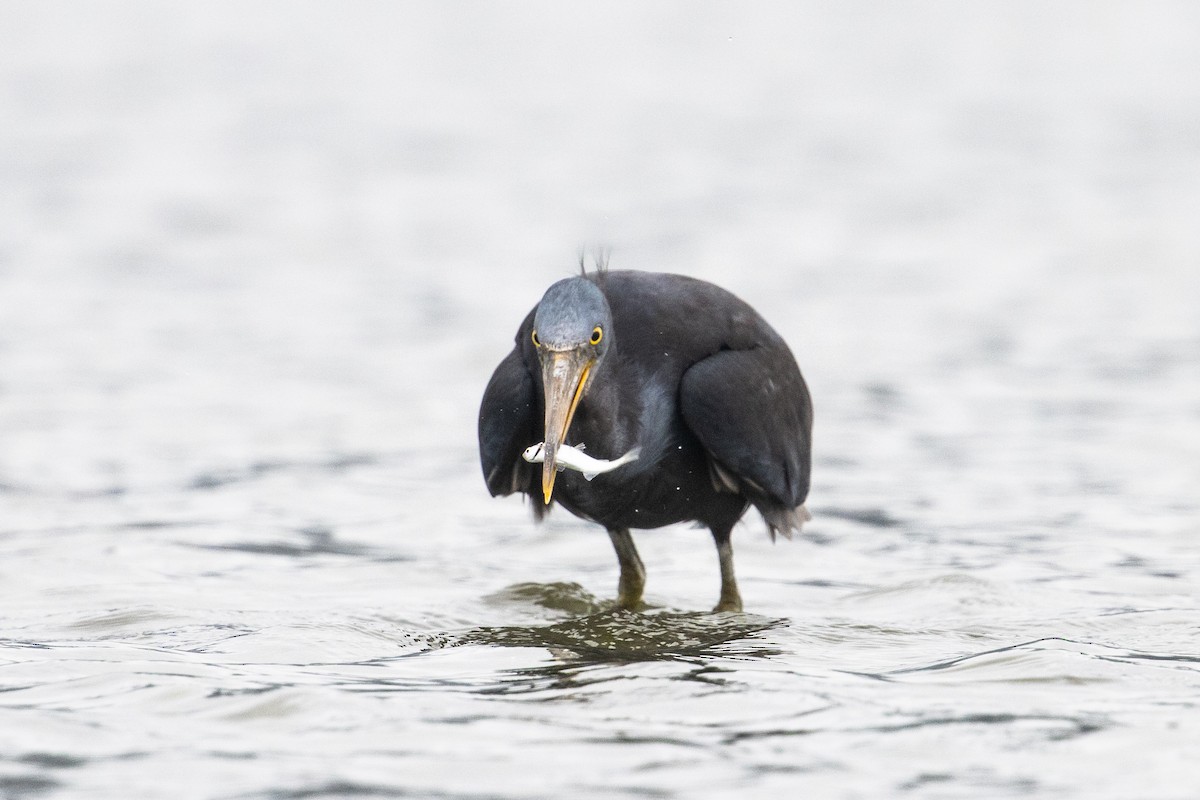 Pacific Reef-Heron - Bradley Shields