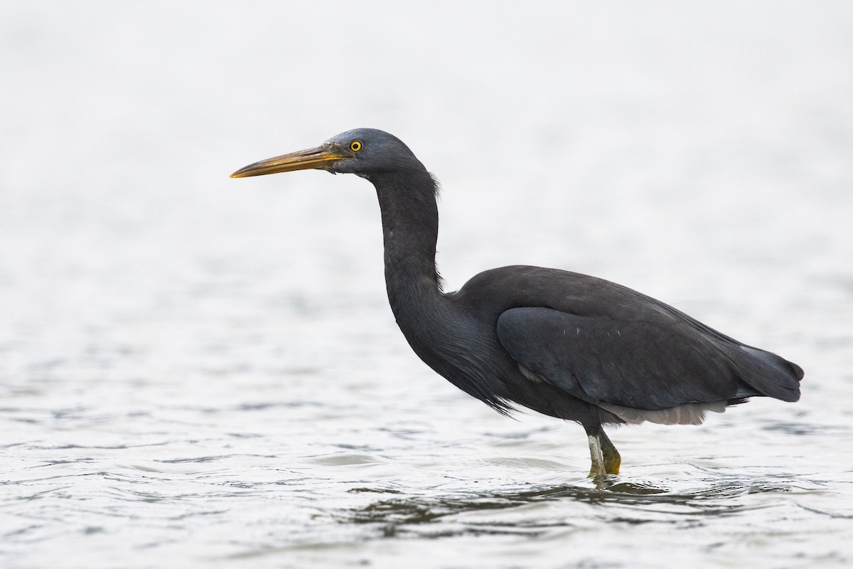 Pacific Reef-Heron - Bradley Shields