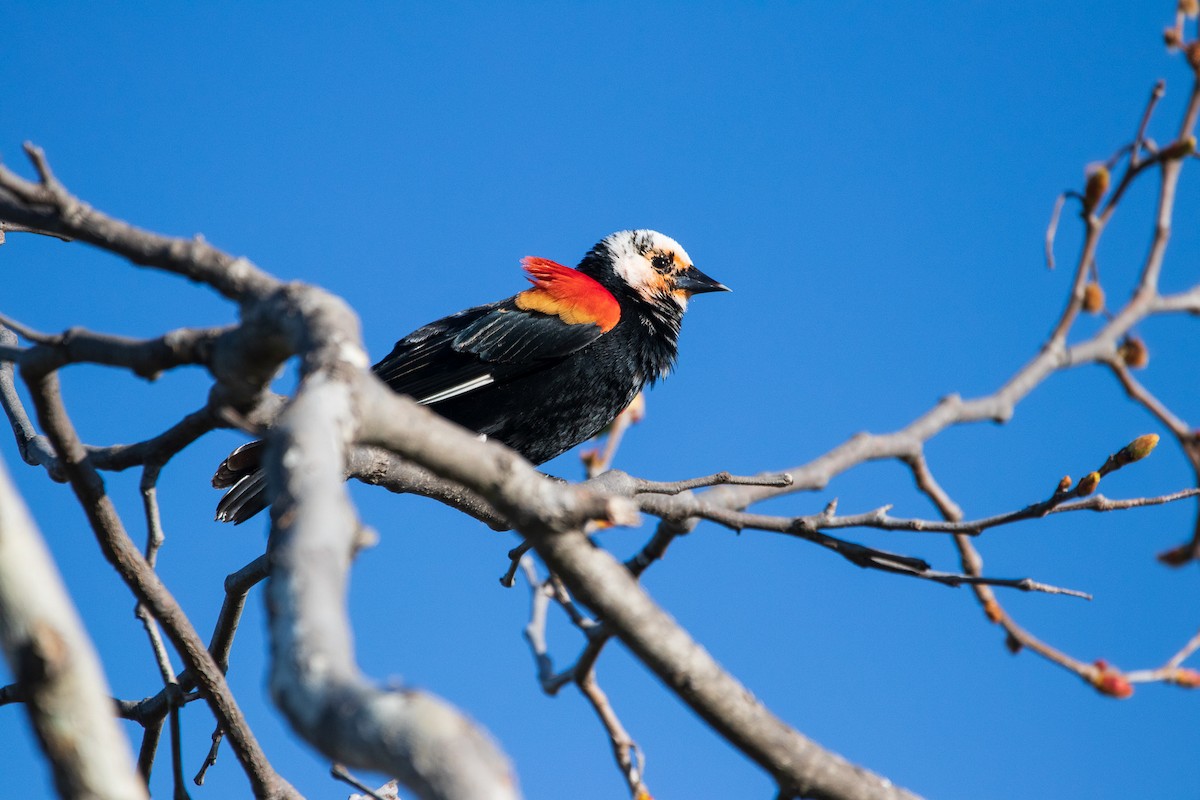 Red-winged Blackbird (Red-winged) - Kevin Kosidlak🦉🦅