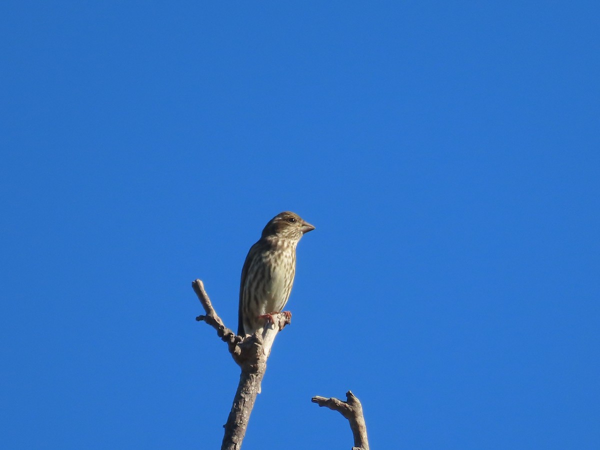 Purple Finch - ML531022641