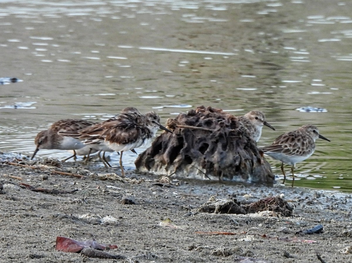 Wiesenstrandläufer - ML531022671