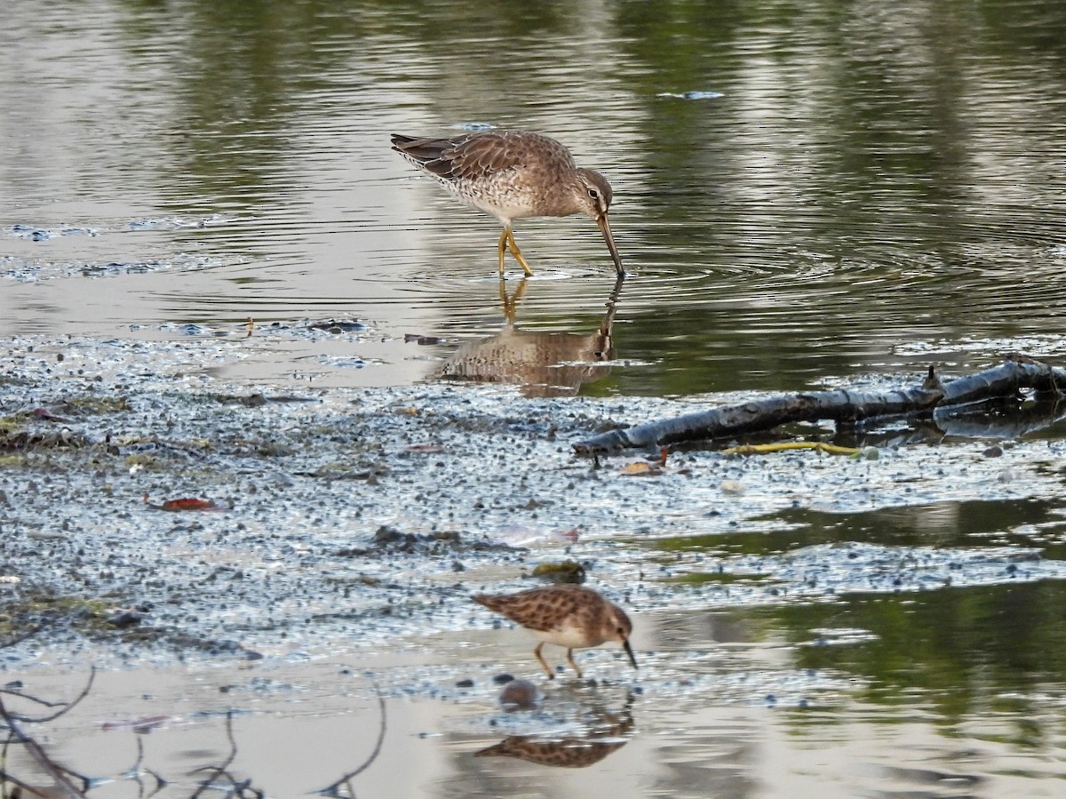 Wiesenstrandläufer - ML531022681