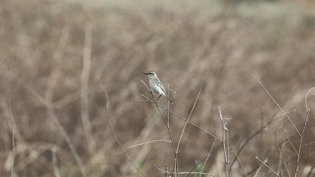 シベリアノビタキ - ML531022911