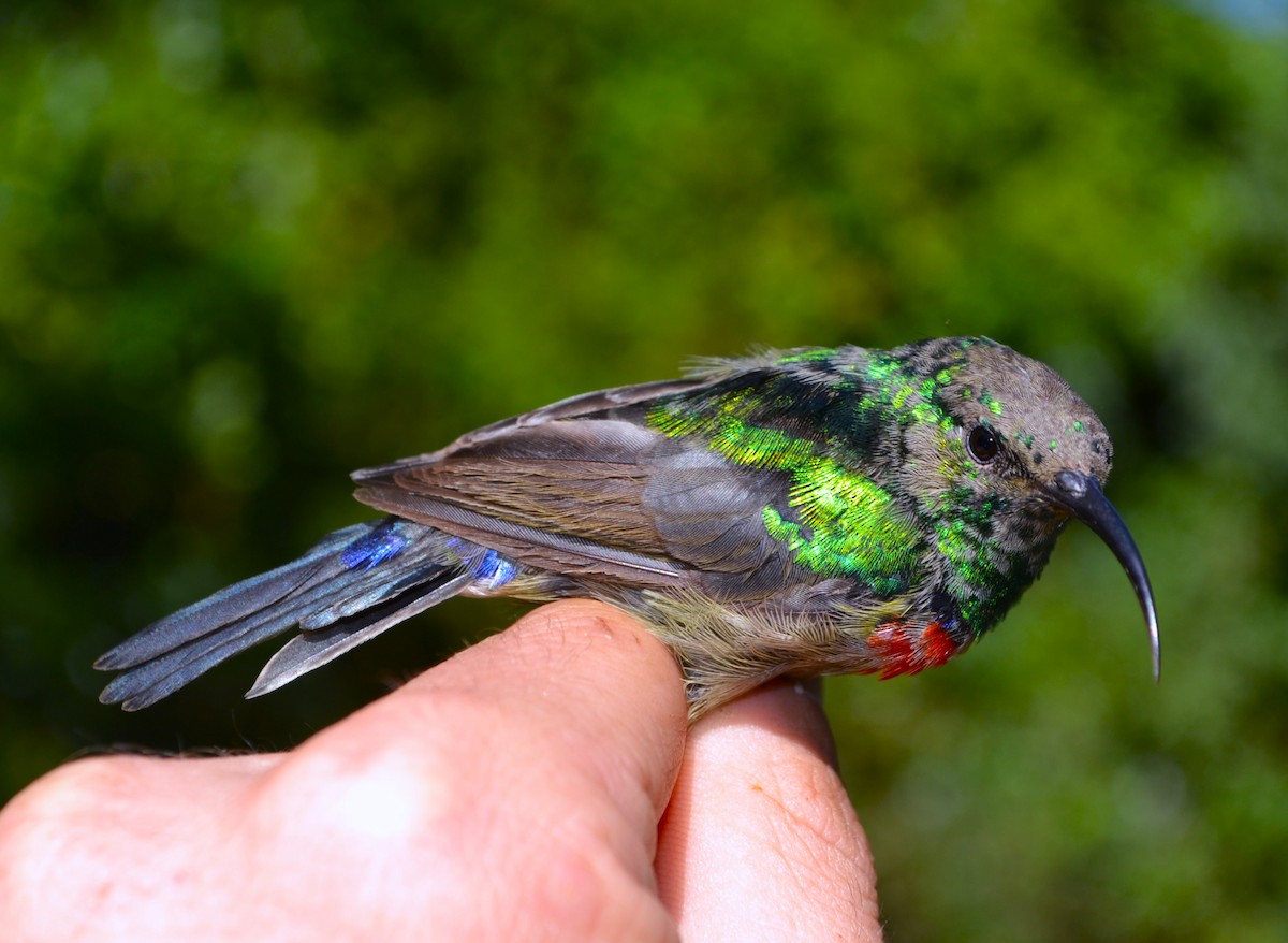 Southern Double-collared Sunbird - ML531023251