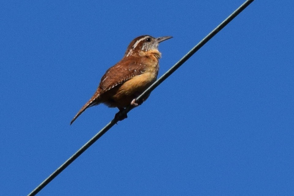 Carolina Wren - ML53102371