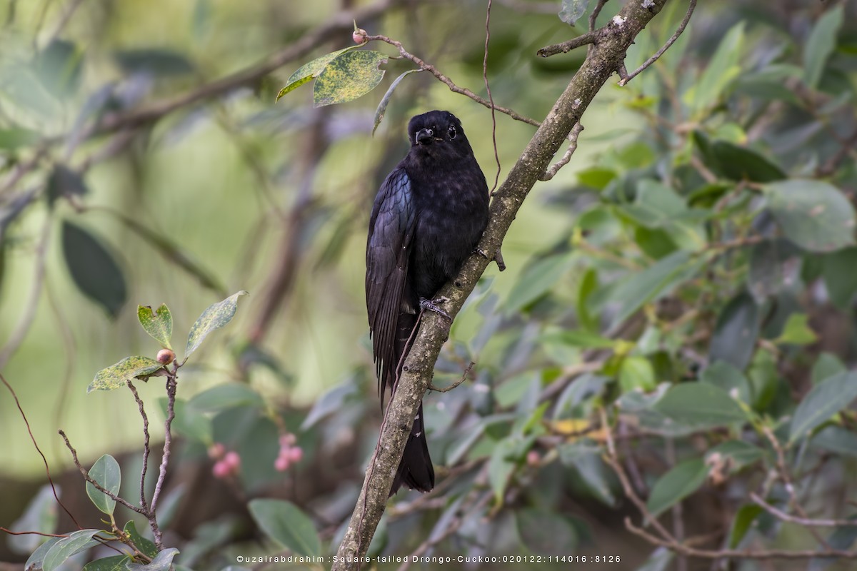 Square-tailed Drongo-Cuckoo - ML531023891