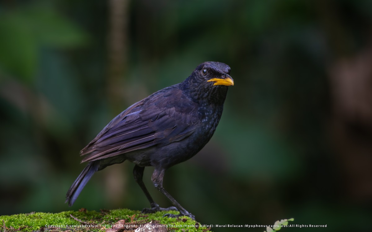 Blue Whistling-Thrush - ML531024321