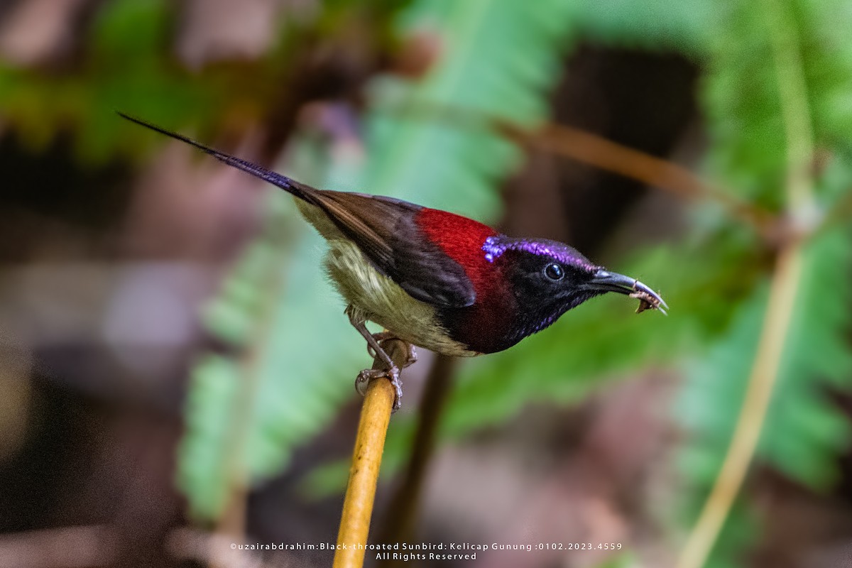 Black-throated Sunbird - ML531024811