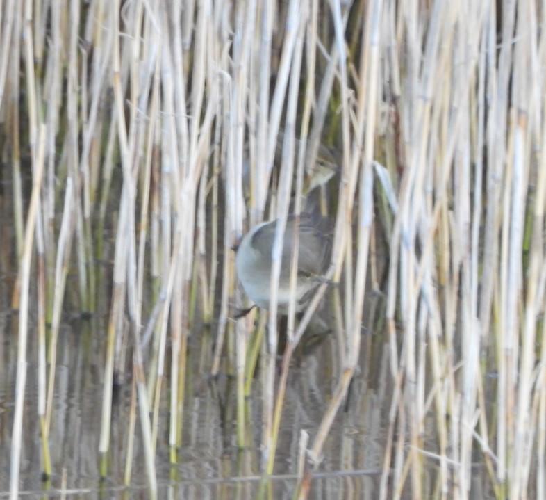 Common Chiffchaff (Siberian) - Ramon Ruiz