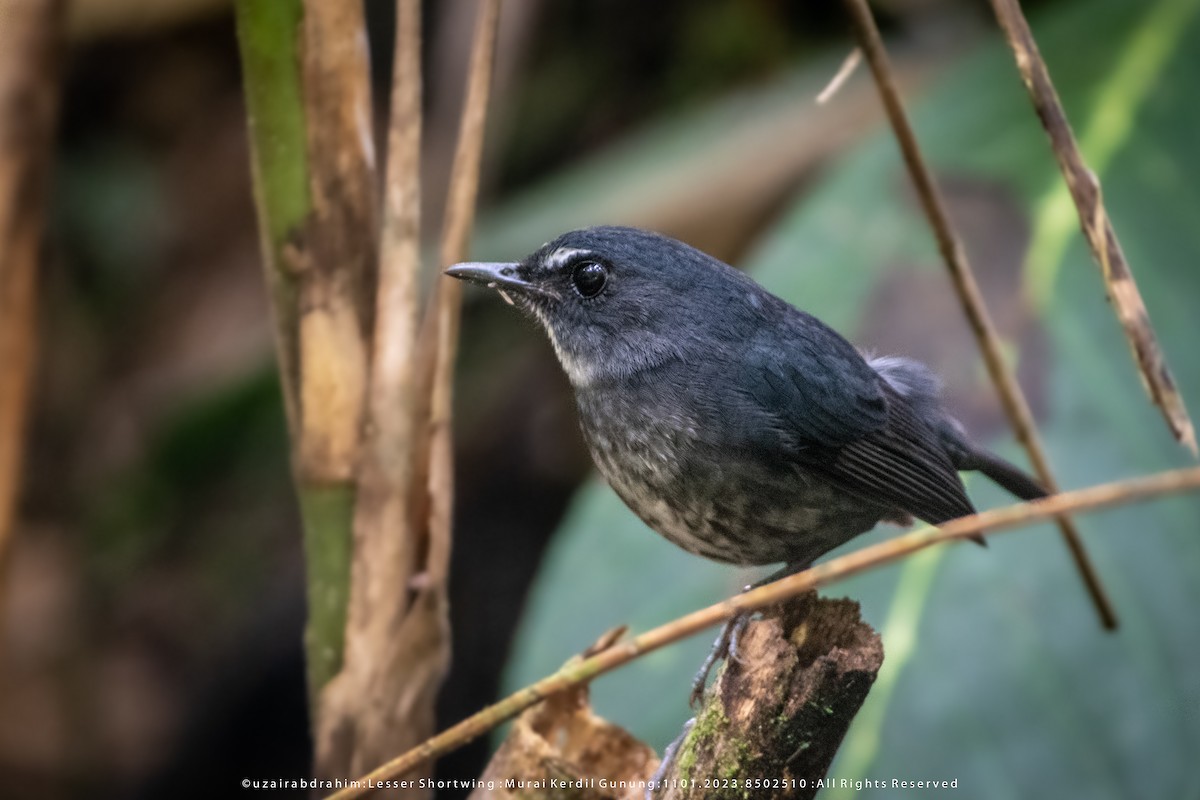 Lesser Shortwing - ML531025201