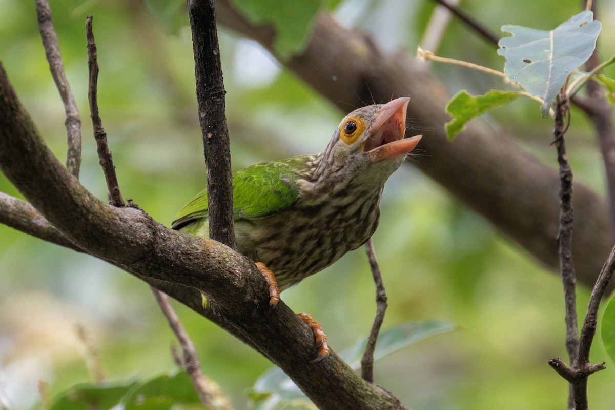 Streifenbartvogel - ML531025791